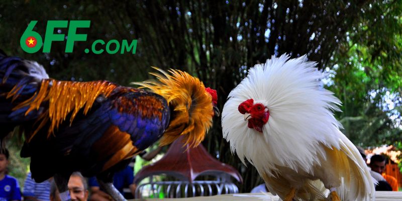 Đà Gà 6FF - Trải Nghiệm Chơi Đá Gà Trực Tuyến Đẳng Cấp 2025 2 Các đặc điểm vượt bậc của đá gà 6FF mà không nơi nào có